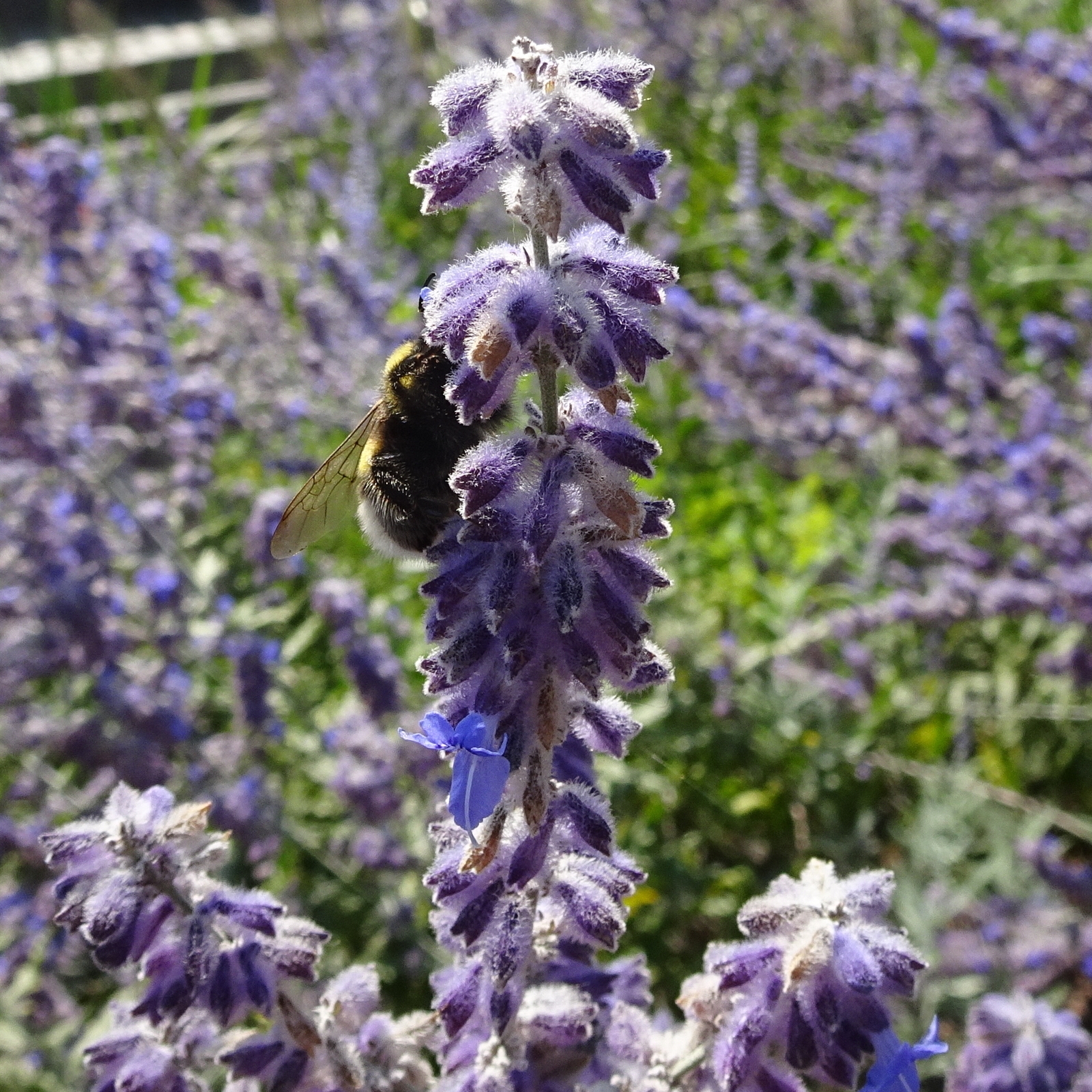 welke harige bloempjes